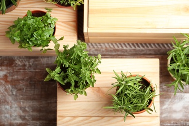 Photo of Pots with fresh rosemary on wooden background, top view