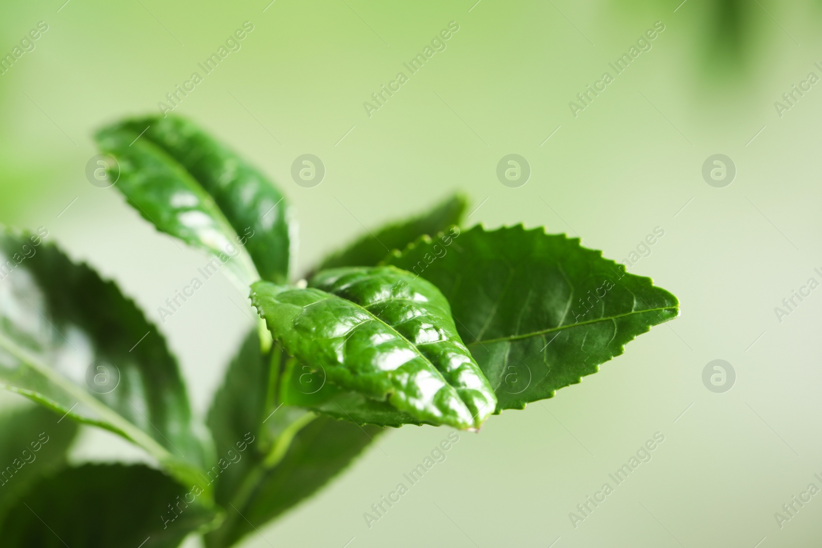 Photo of Green leaves of tea plant on blurred background, closeup