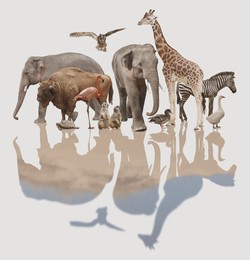 Double exposure of different wild animals and desert