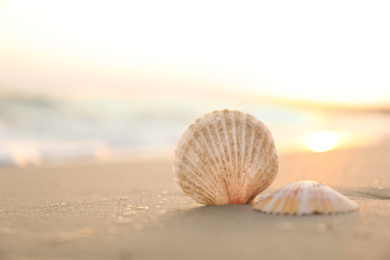 Photo of Beautiful seashells on sandy beach at sunrise, closeup. Space for text