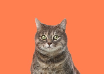 Image of Beautiful grey tabby cat on pale orange background