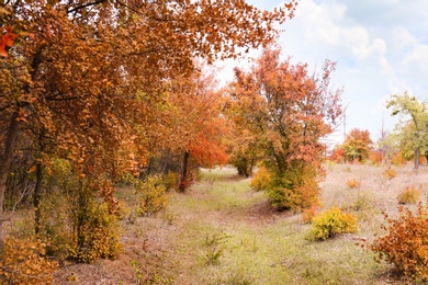 Photo of Beautiful view of park with trees on autumn day