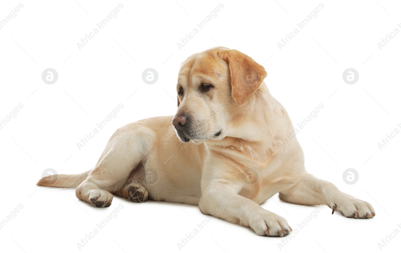 Photo of Yellow labrador retriever lying on white background