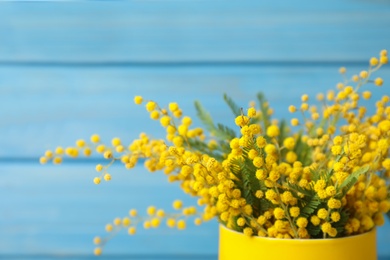 Photo of Beautiful mimosa flowers on light blue background, closeup