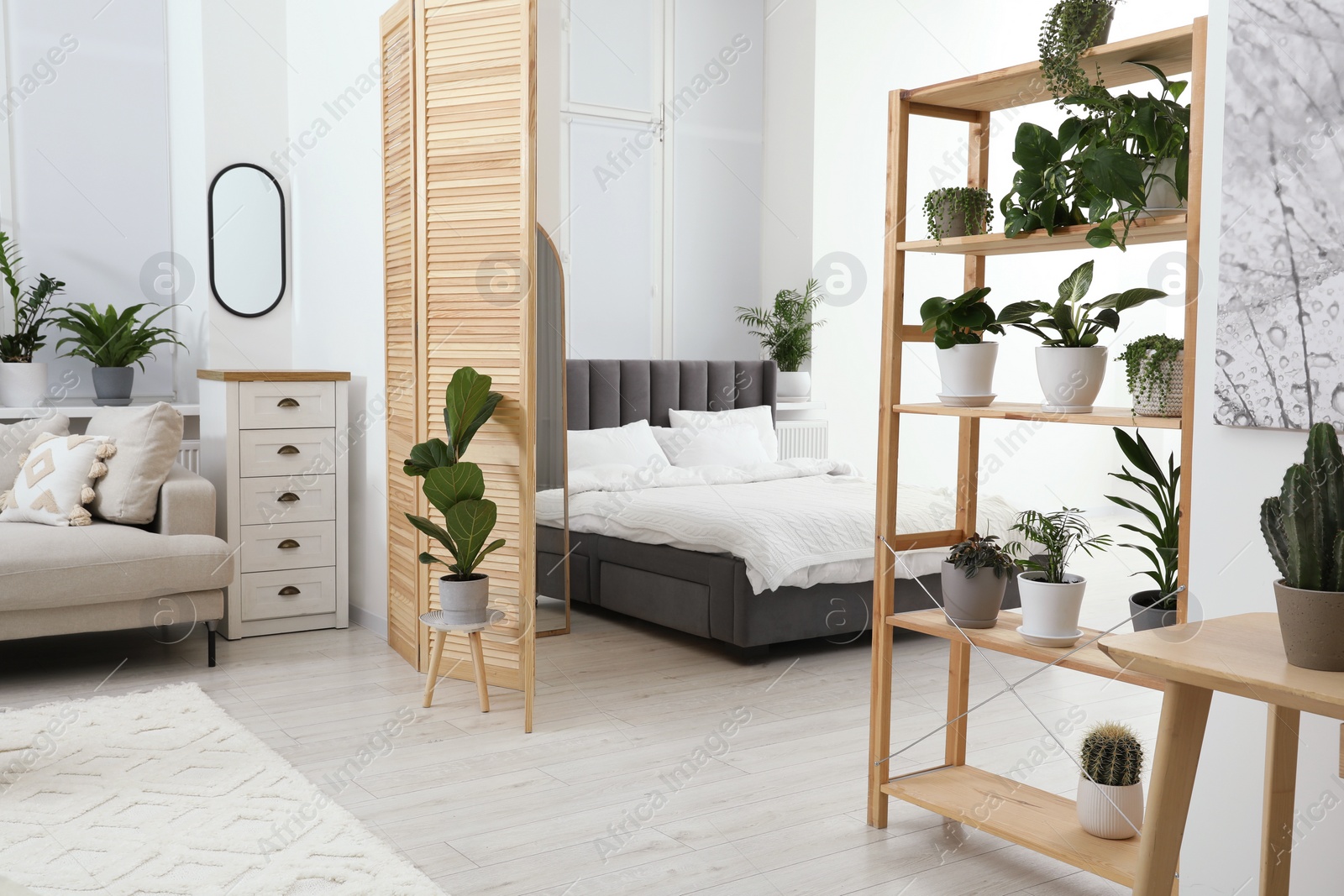 Photo of Stylish room with different potted green plants on shelving unit and comfortable bed