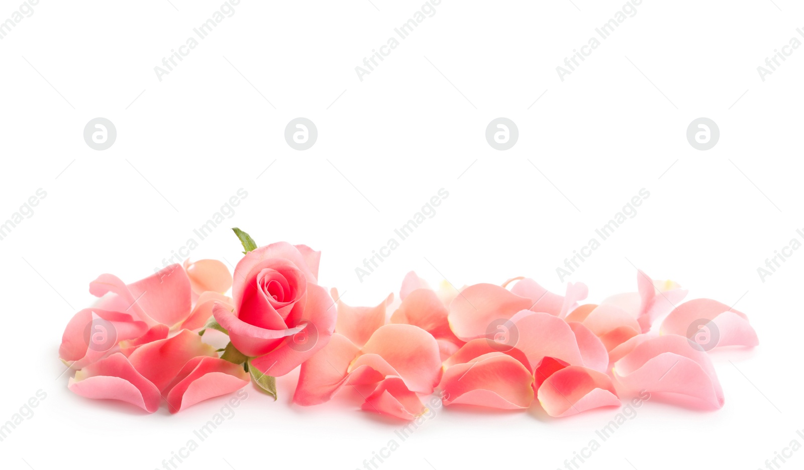 Photo of Beautiful rose and petals on white background