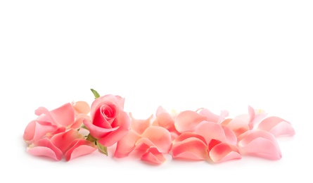 Beautiful rose and petals on white background