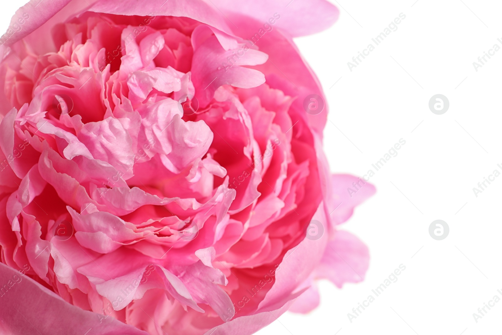 Photo of Beautiful fresh peony flower on white background, top view