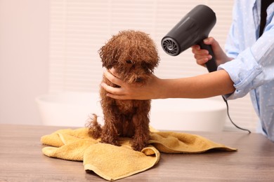 Photo of Woman drying fur of cute Maltipoo dog after washing in bathroom. Lovely pet