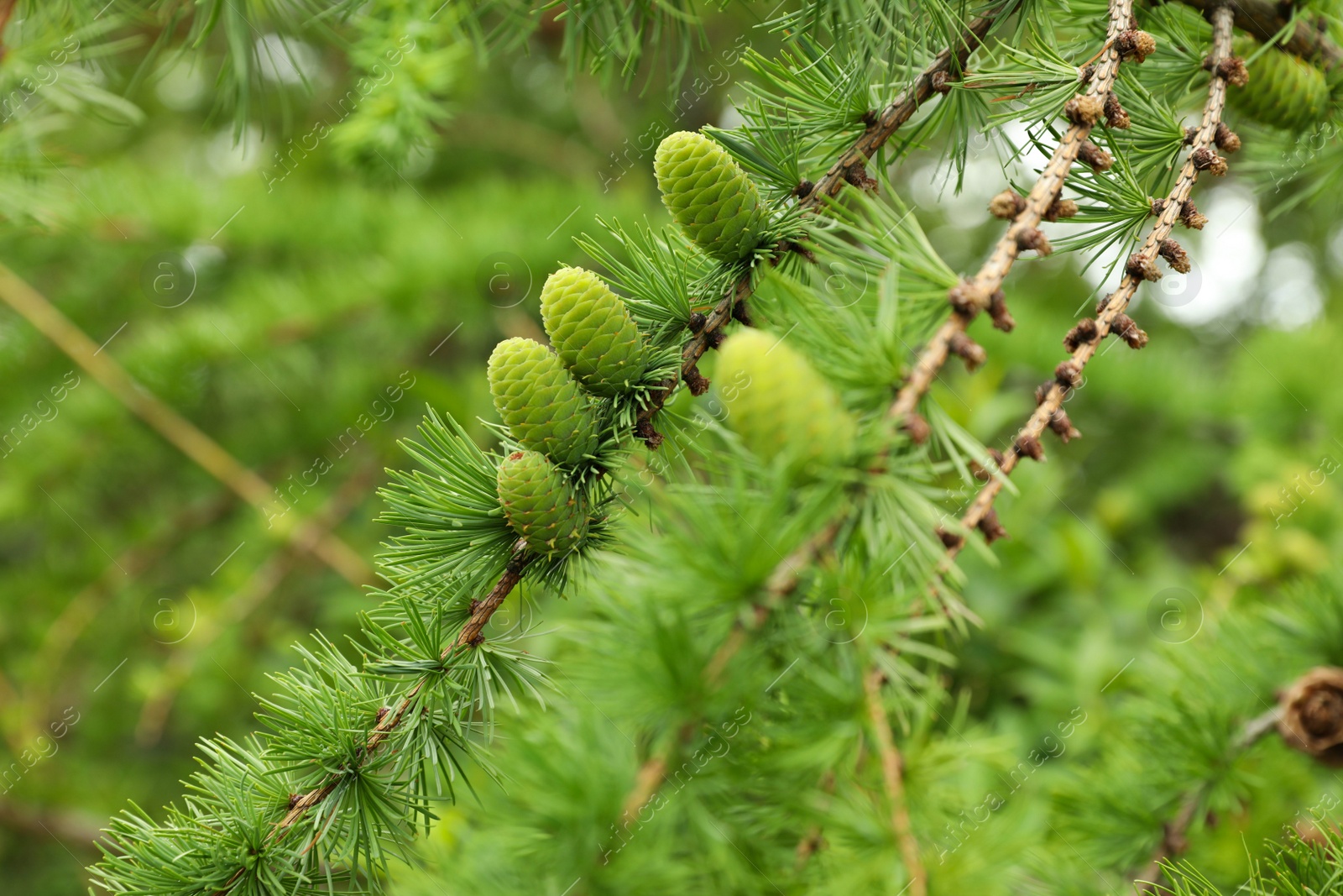 Photo of Fir tree branch with green cones outdoors, closeup