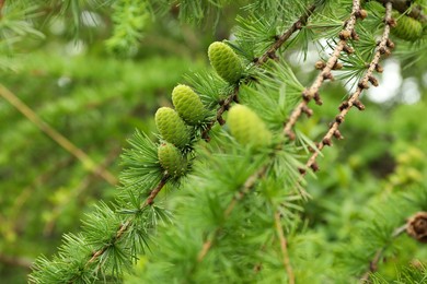 Photo of Fir tree branch with green cones outdoors, closeup