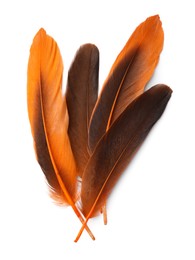 Photo of Many beautiful orange bird feathers isolated on white, top view