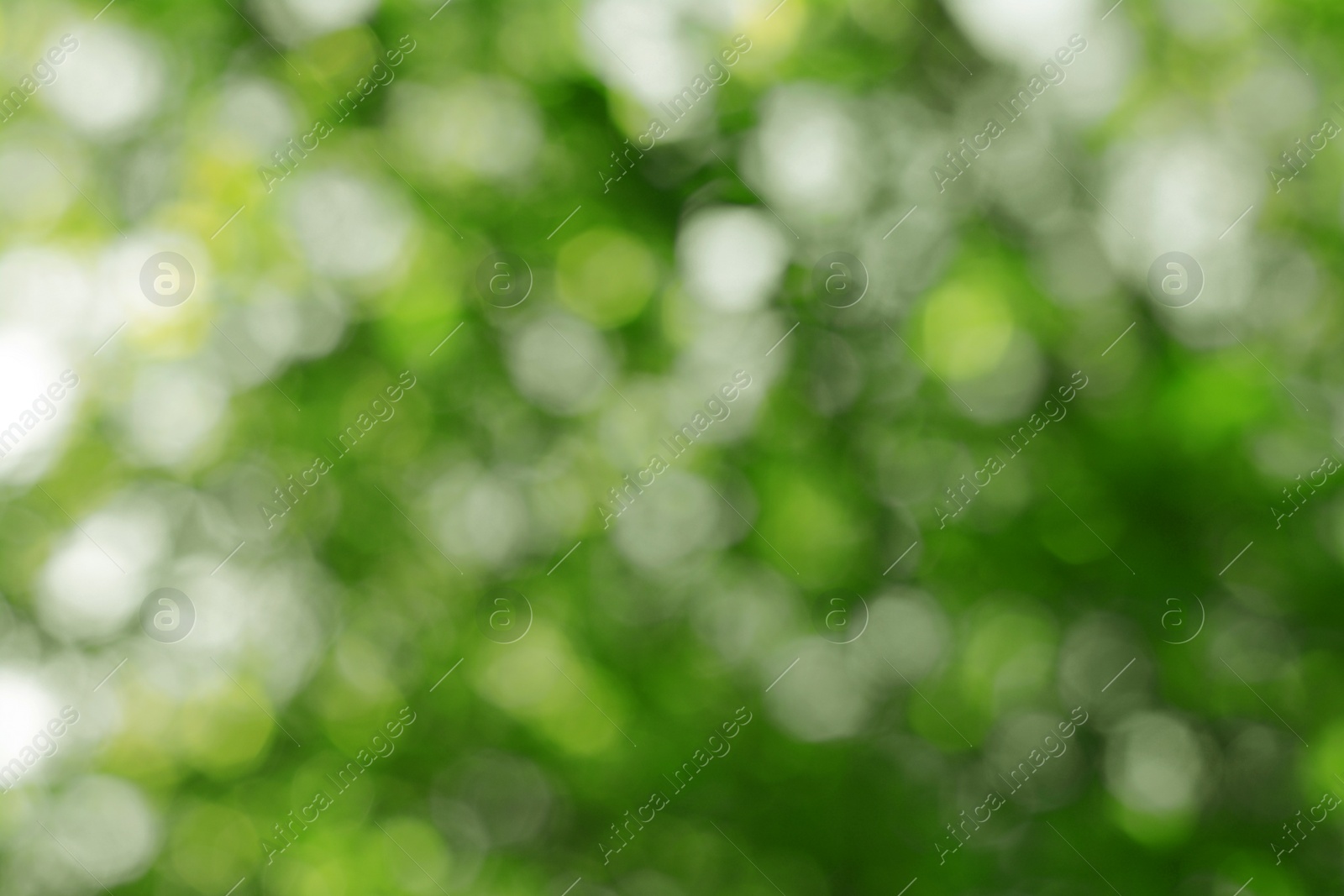 Photo of Blurred view of green tree outdoors. Bokeh effect