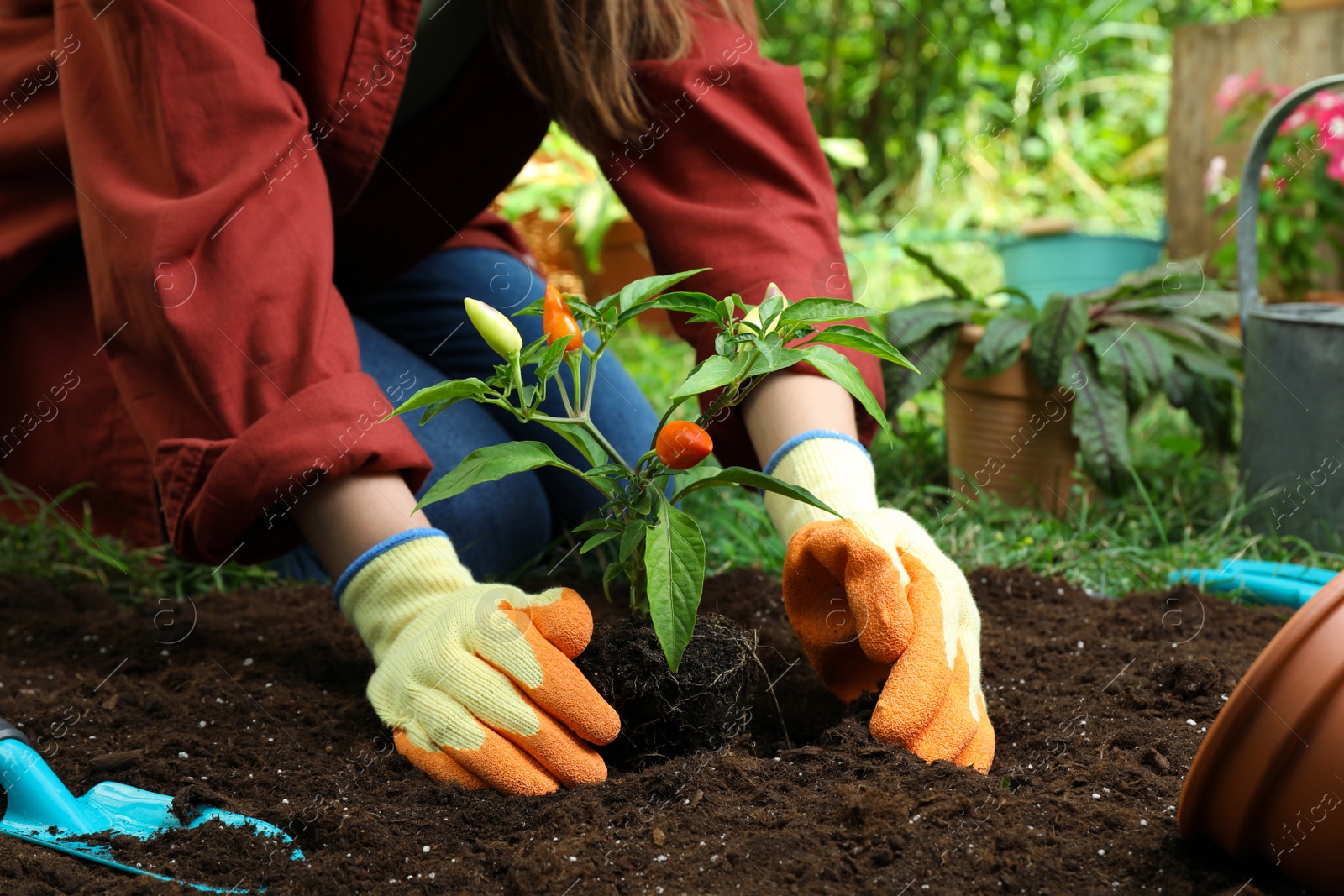 Photo of Woman transplanting pepper plant into soil in garden, closeup