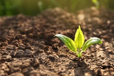 Photo of Young green seedling growing in dry soil on spring day, closeup. Hope concept