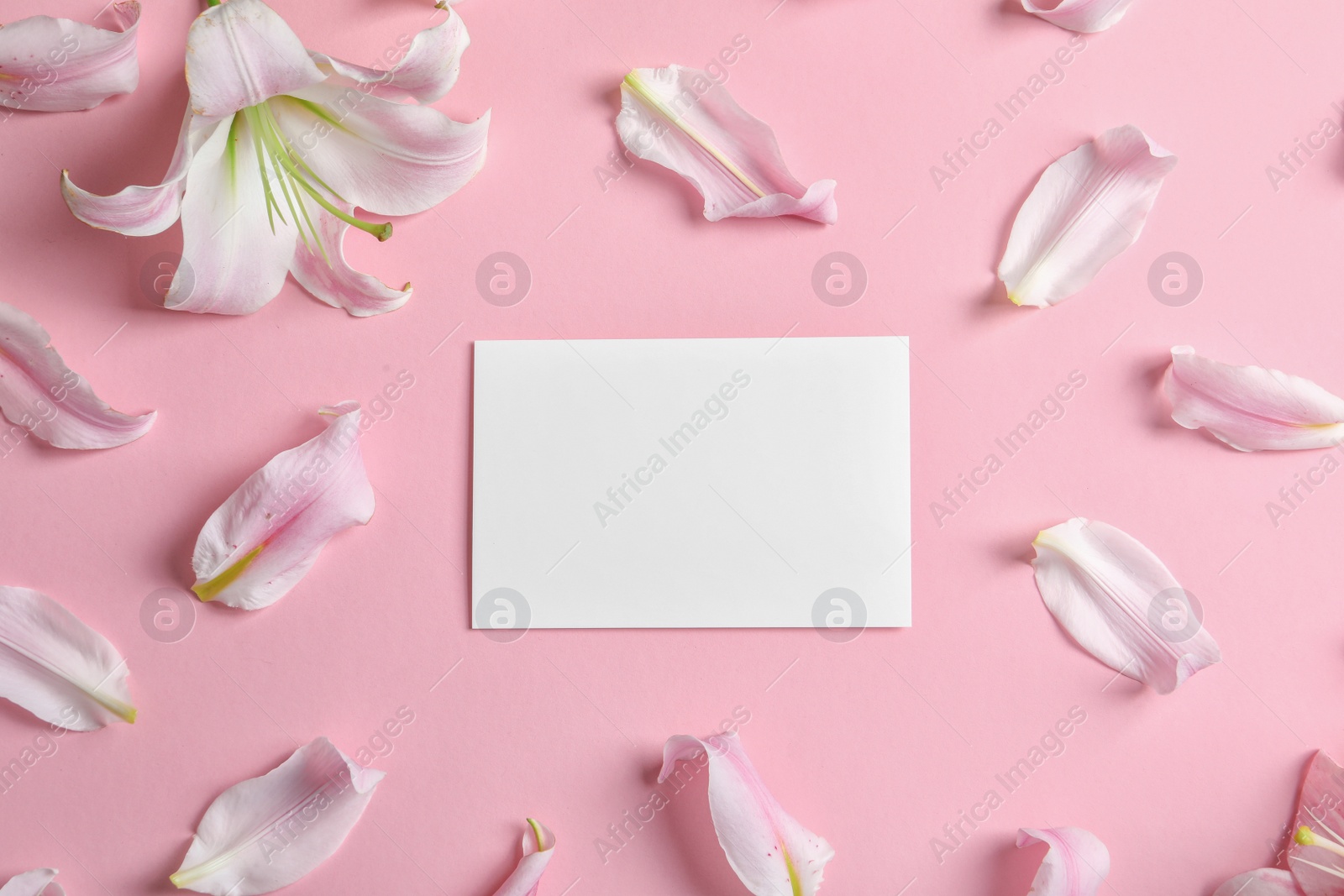 Photo of Flat lay composition with beautiful lily flower and card on color background