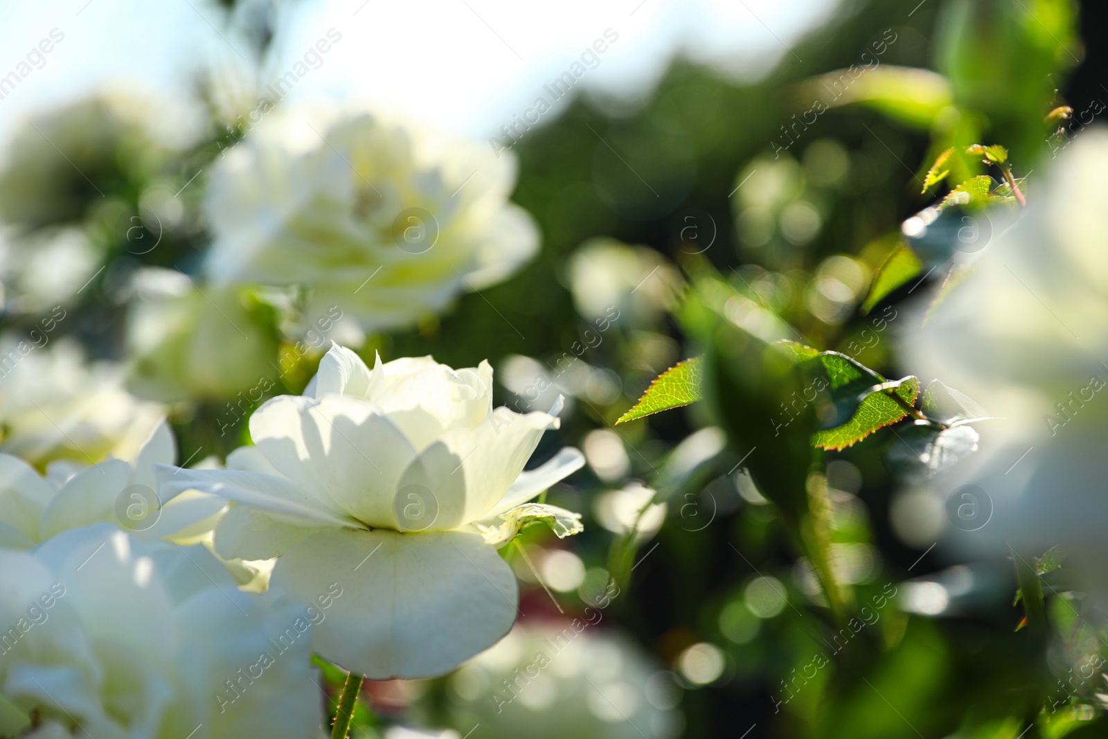 Photo of Green bush with beautiful roses in blooming garden on sunny day