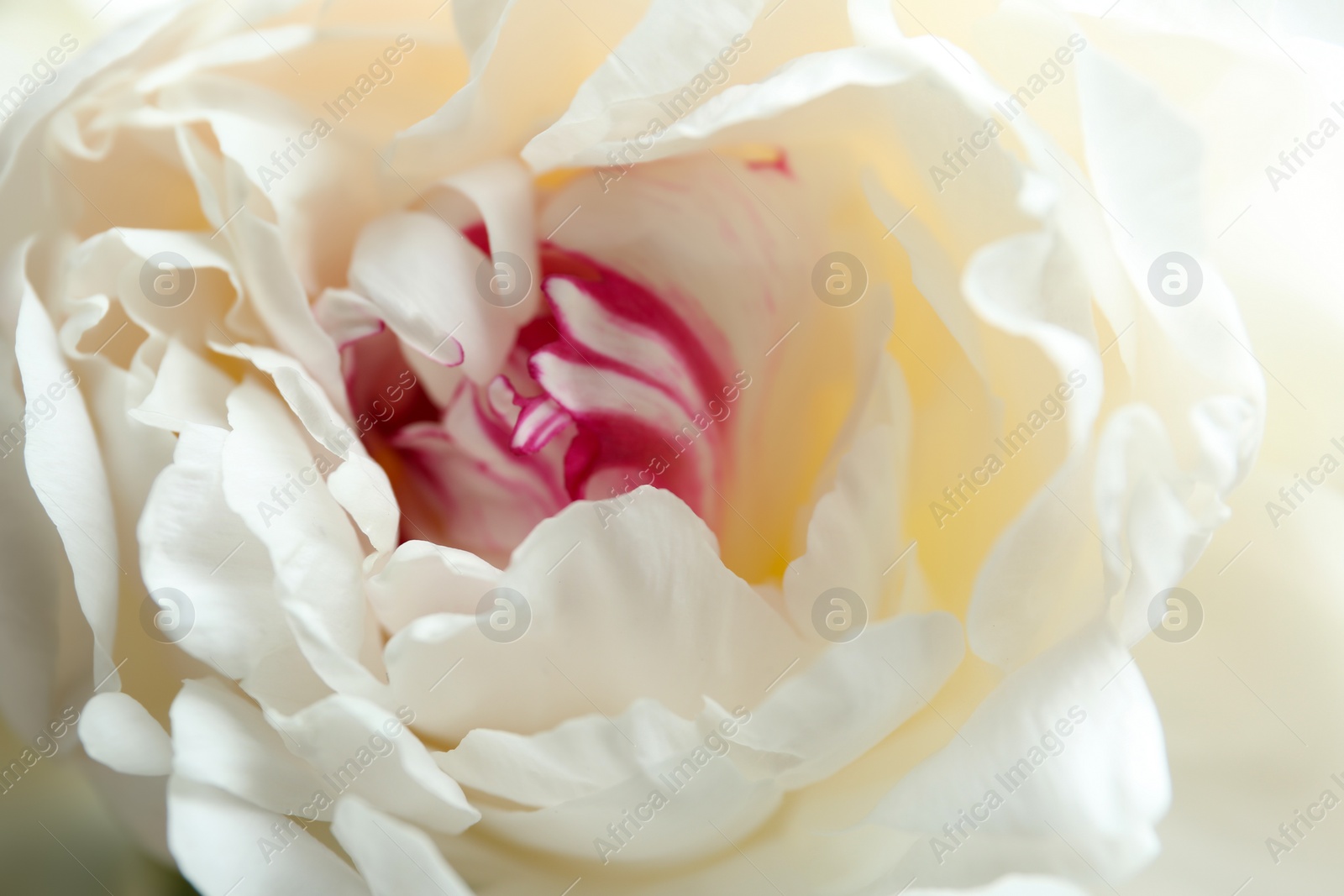 Photo of Closeup view of beautiful white peony flower