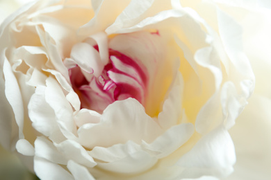 Closeup view of beautiful white peony flower