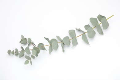 Photo of Eucalyptus branch with fresh leaves isolated on white, top view