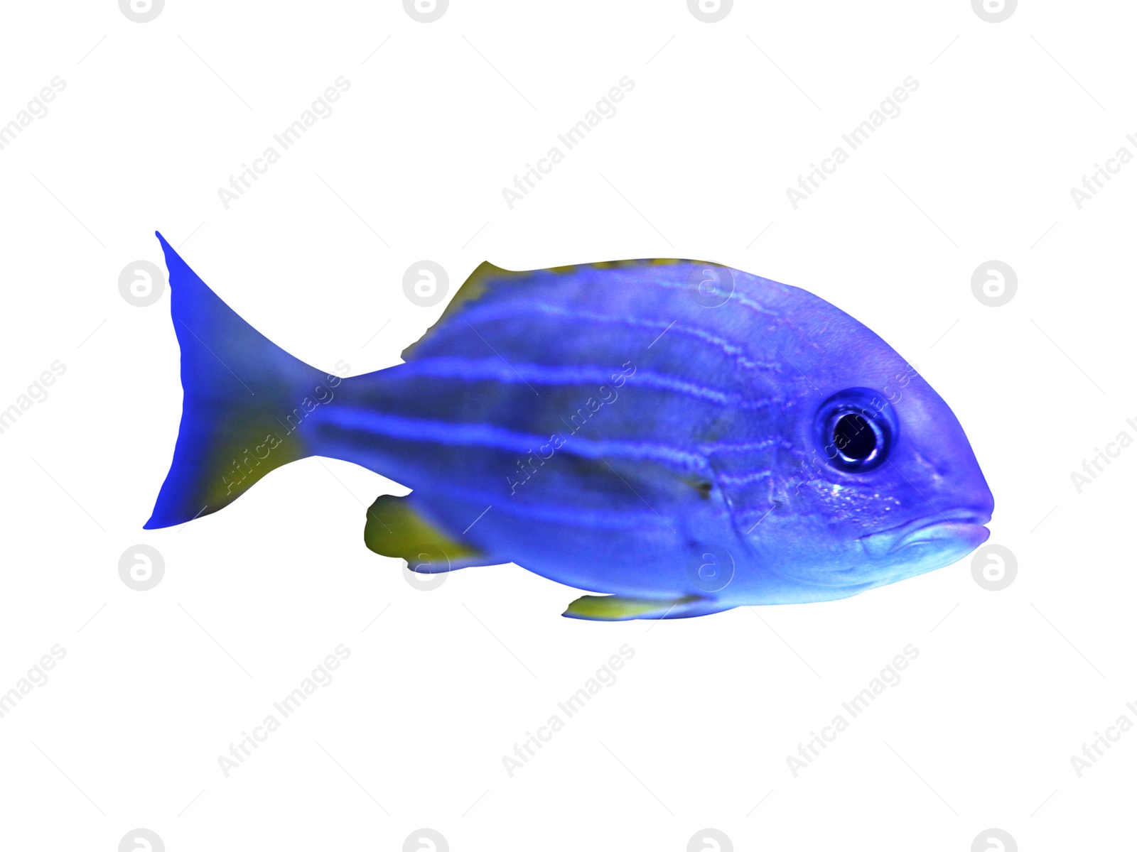 Image of Beautiful bluestriped snapper on white background. Tropical fish