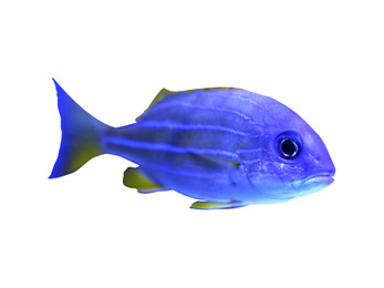 Image of Beautiful bluestriped snapper on white background. Tropical fish