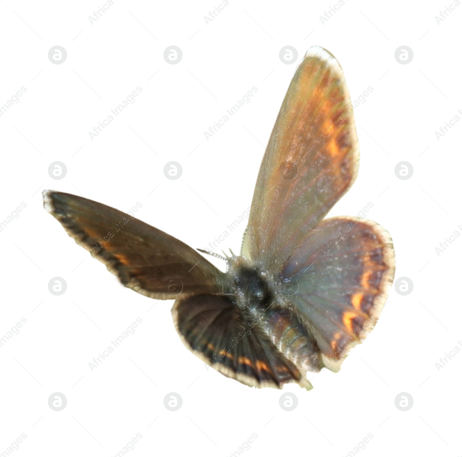 Image of Beautiful bright butterfly flying on white background