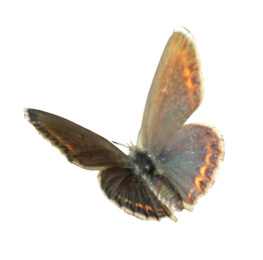 Beautiful bright butterfly flying on white background