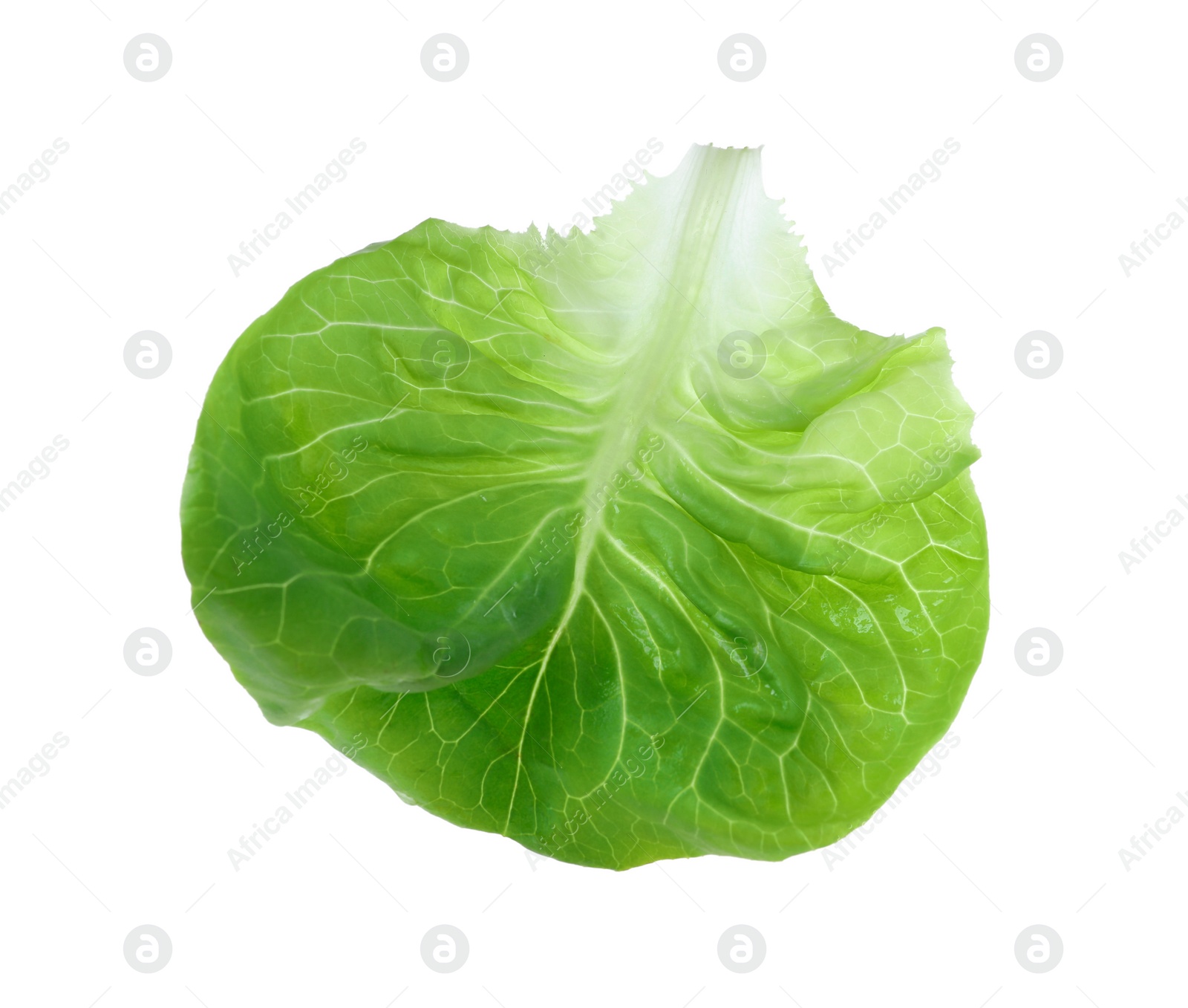 Photo of Fresh green butter lettuce leaf isolated on white