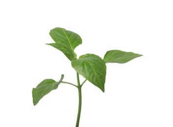 Photo of Green seedling isolated on white. Gardening season