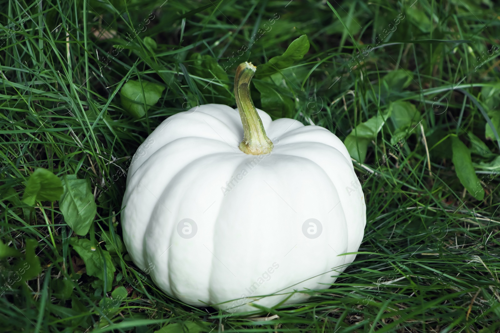 Photo of Whole white pumpkin among green grass outdoors