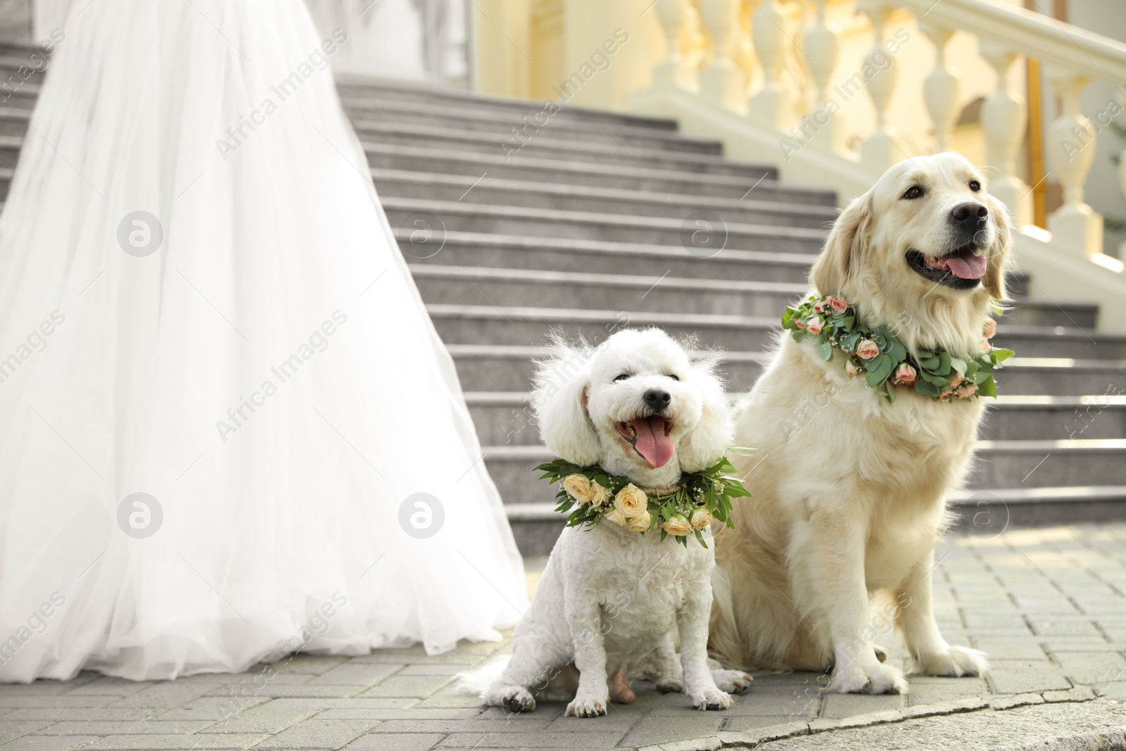 Photo of Bride and adorable dogs wearing wreathes made of beautiful flowers outdoors, closeup