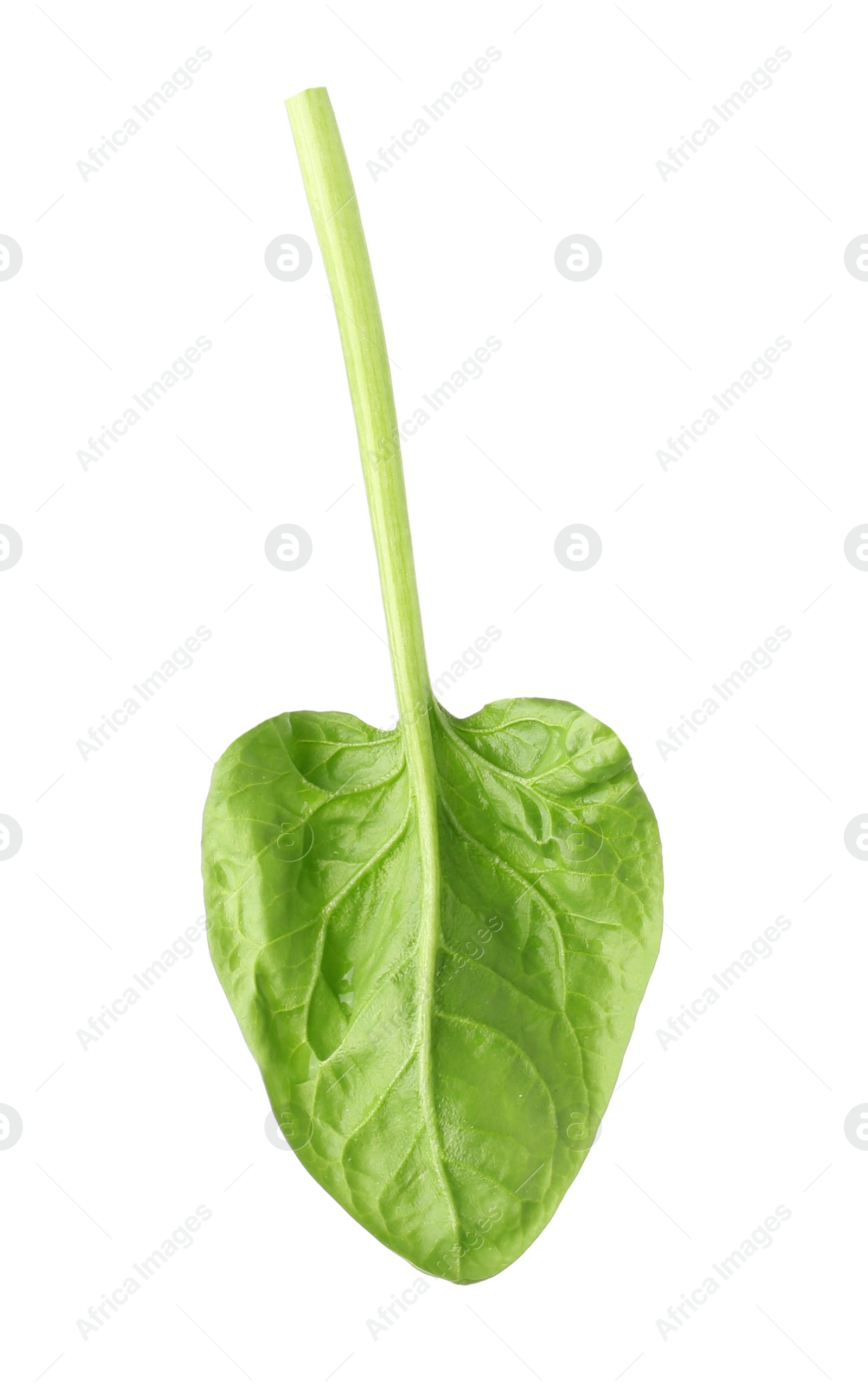 Photo of Fresh leaf of spinach isolated on white