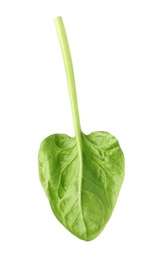 Photo of Fresh leaf of spinach isolated on white