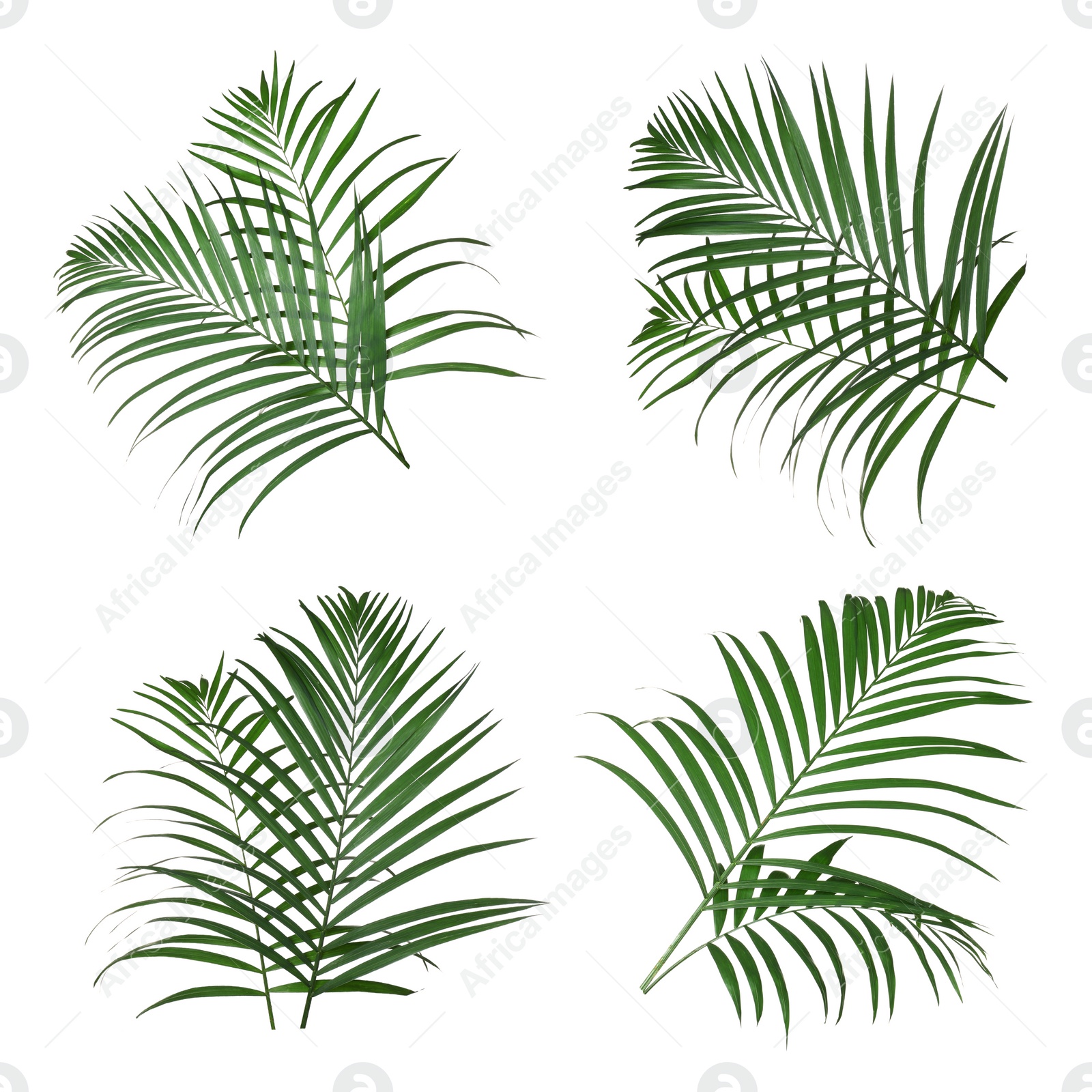 Image of Set with lush tropical leaves on white background