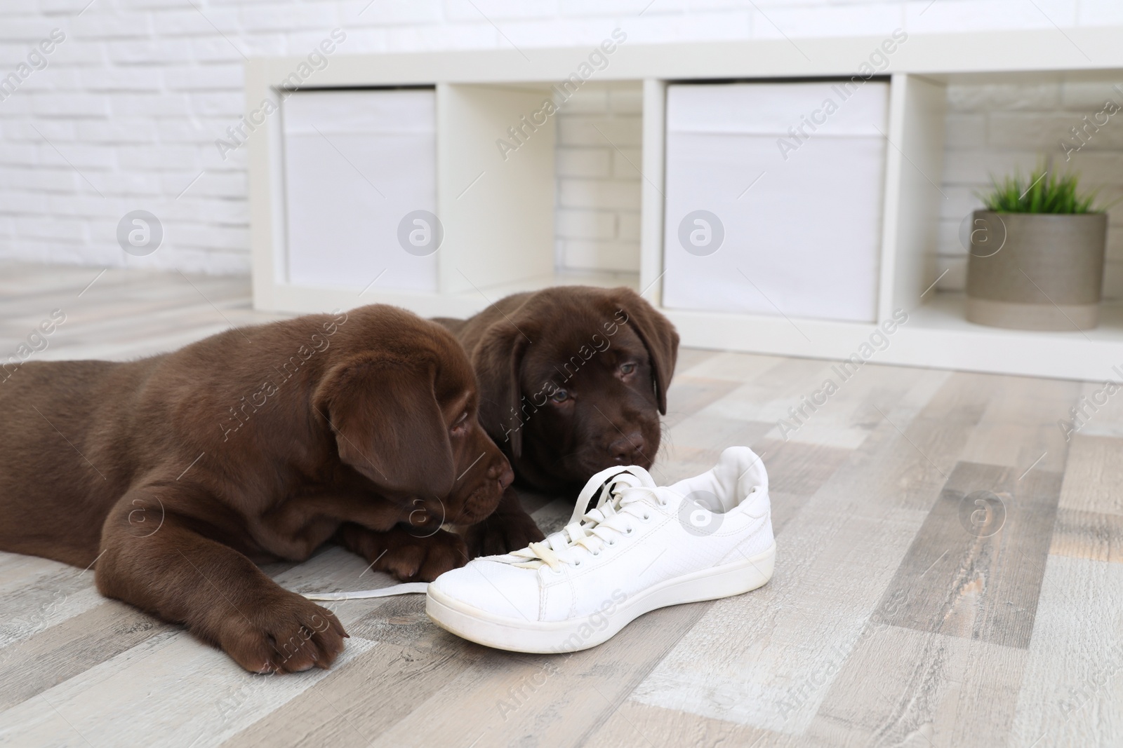 Photo of Chocolate Labrador Retriever puppies playing with sneaker on floor indoors