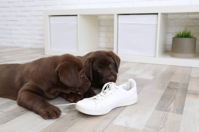 Chocolate Labrador Retriever puppies playing with sneaker on floor indoors