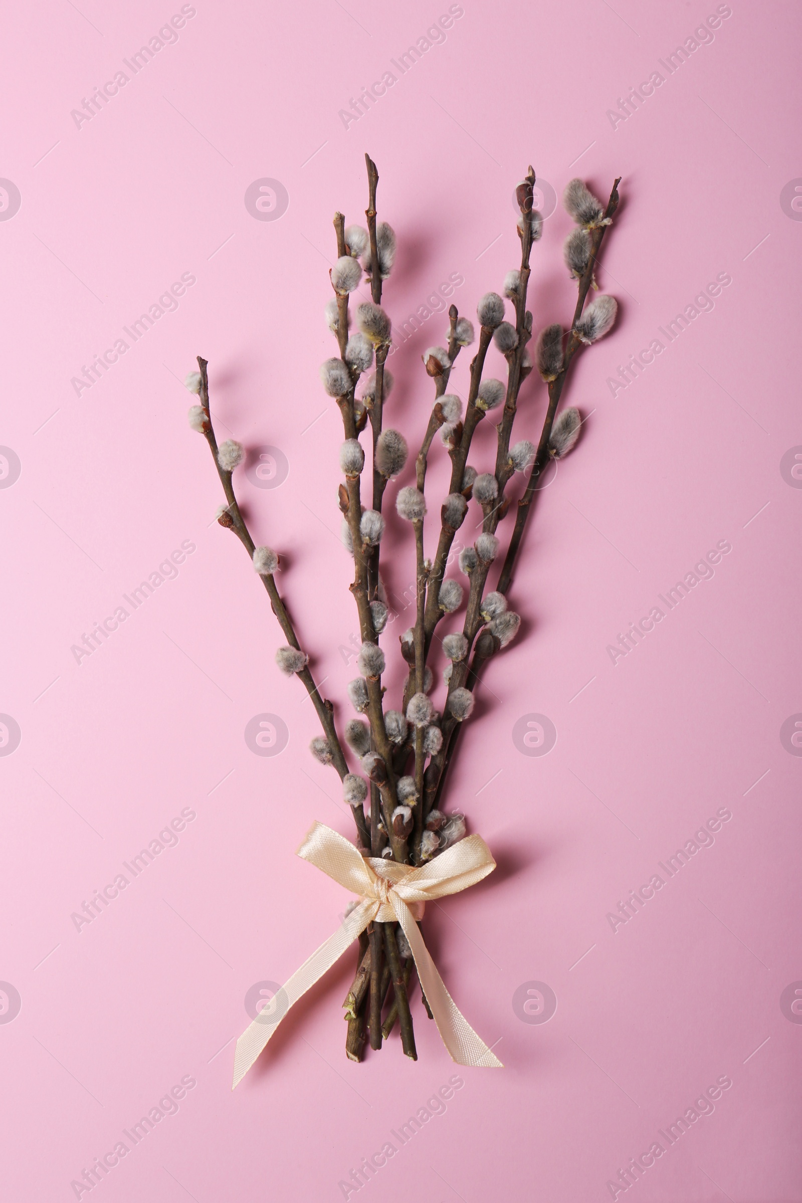 Photo of Beautiful blooming willow branches on pink background, top view