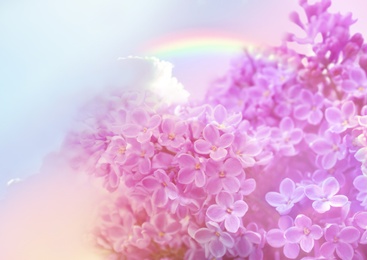 Image of Blossoming lilac and amazing sky with rainbow on background, toned in unicorn colors
