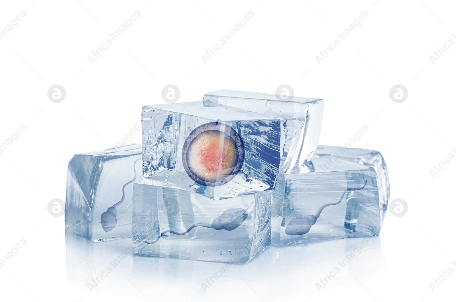 Image of Cryopreservation of genetic material. Ovum and sperm cells in ice cubes on white background