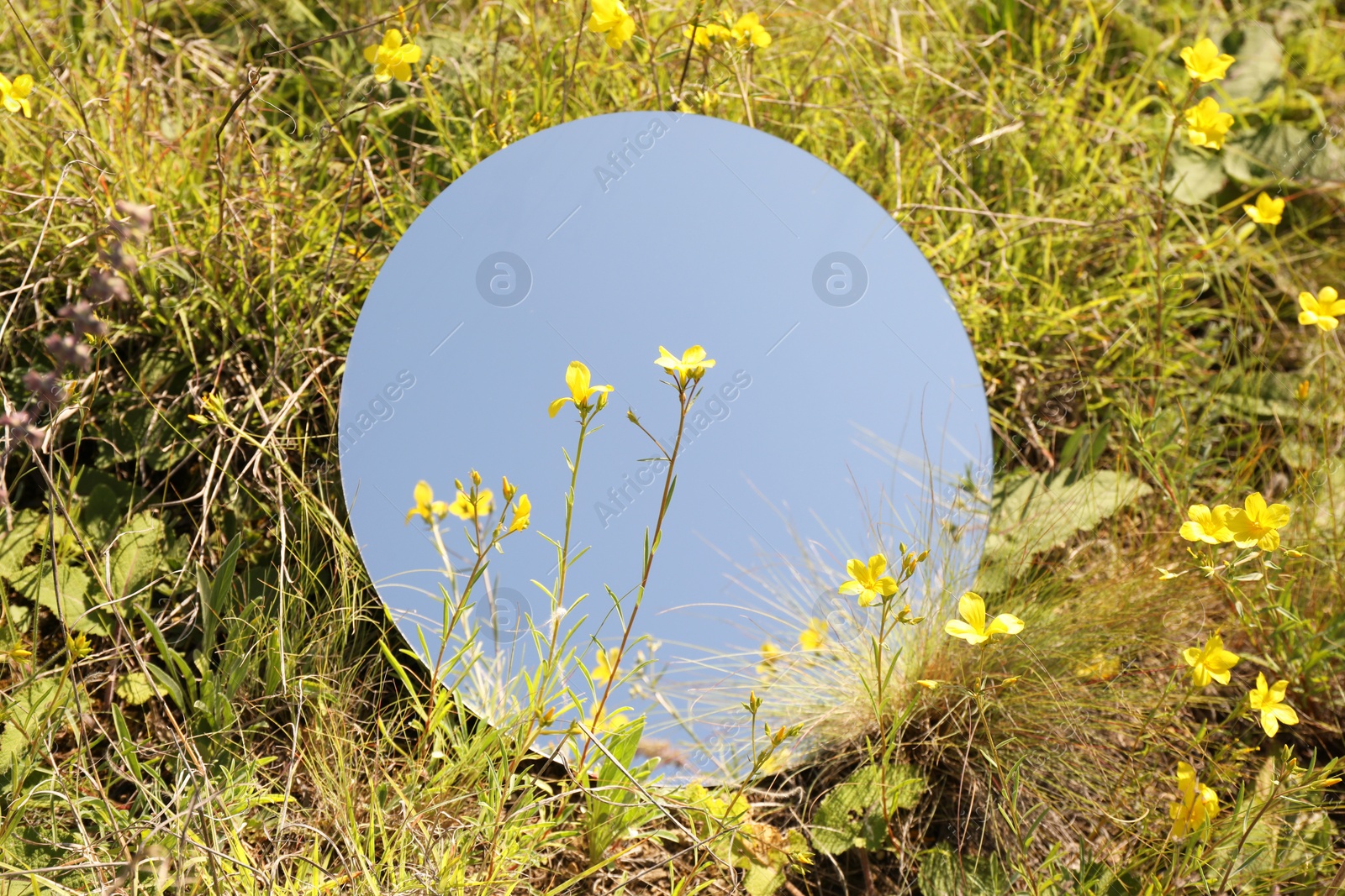 Photo of Spring atmosphere. Round mirror among grass and flowers on sunny day