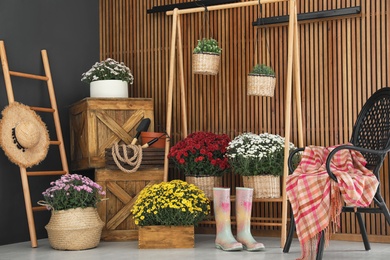 Photo of Beautiful fresh chrysanthemum flowers and gardening tools indoors