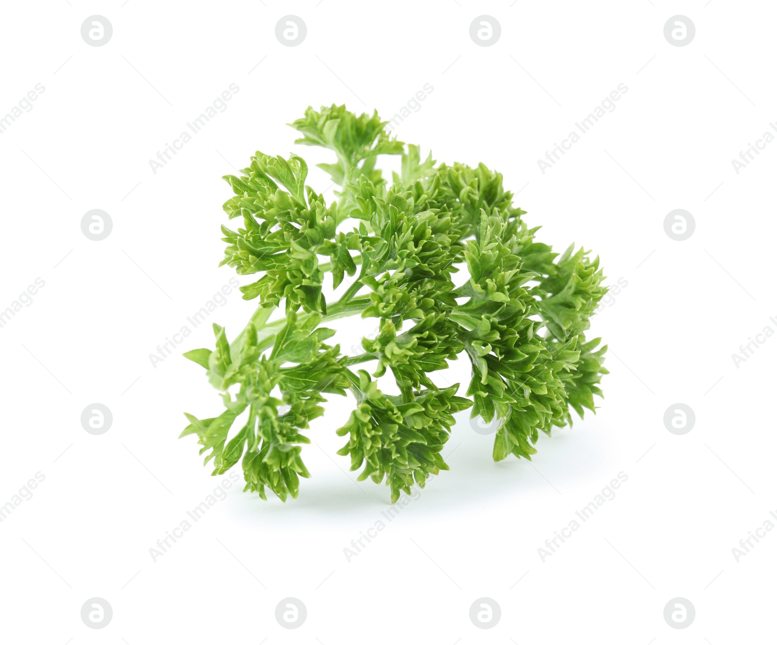 Photo of Fresh green organic parsley on white background