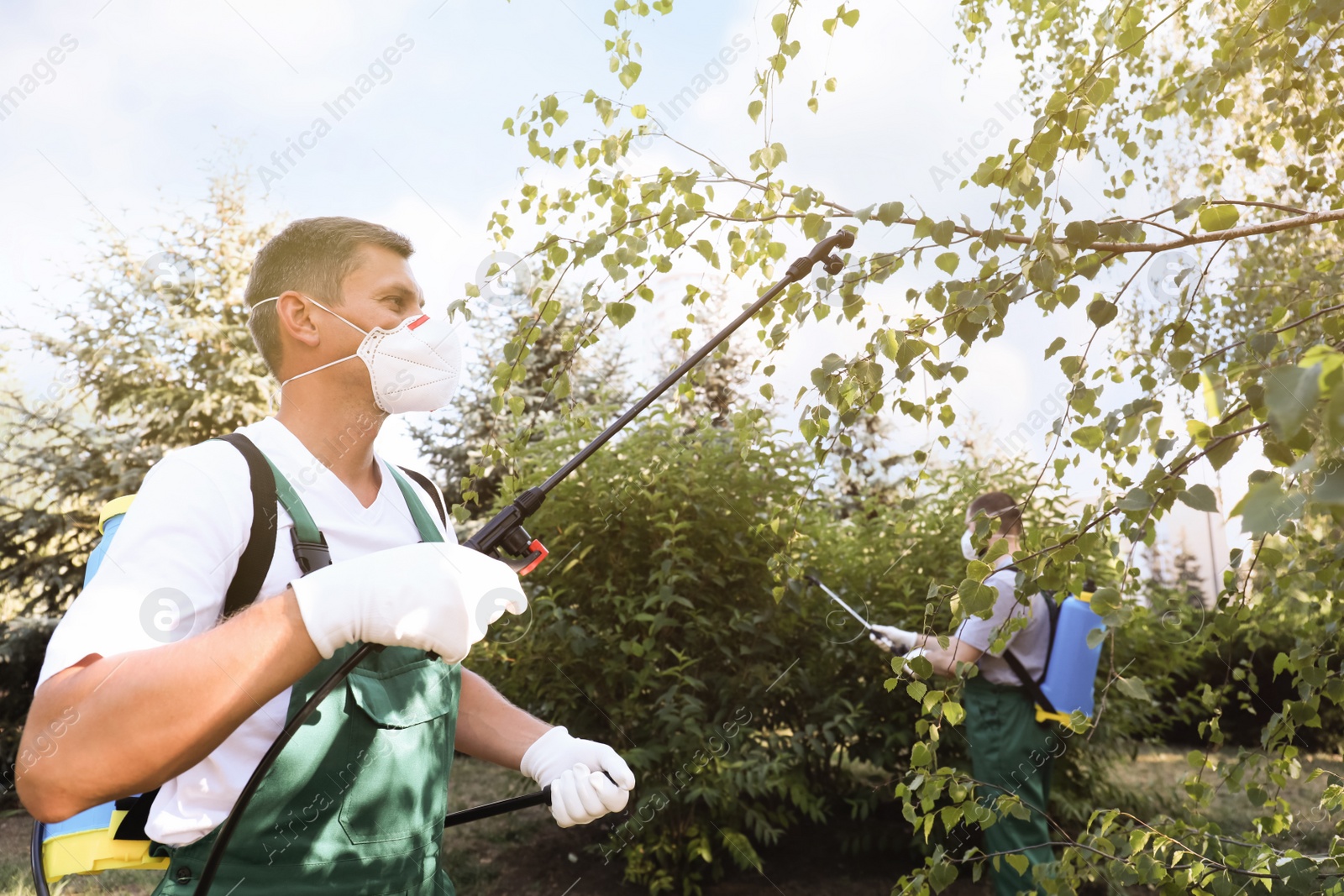 Photo of Workers spraying pesticide onto tree outdoors. Pest control
