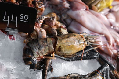 Photo of Malaysian freshwater prawn and other seafood on ice. Wholesale market