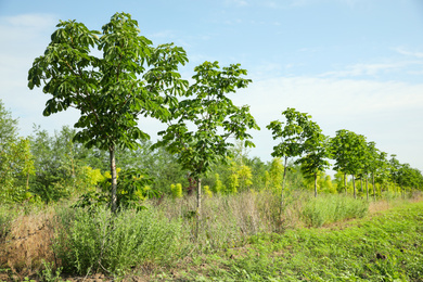 Photo of Young chestnut trees growing outdoors. Planting and gardening