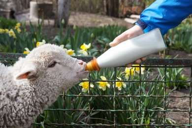 Man feeding lamb with milk in farmyard, closeup