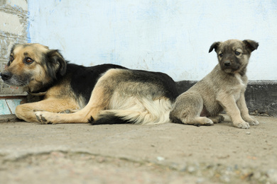 Homeless puppy sitting near dog outdoors. Baby animal