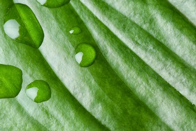 Photo of Macro view of water drops on green leaf