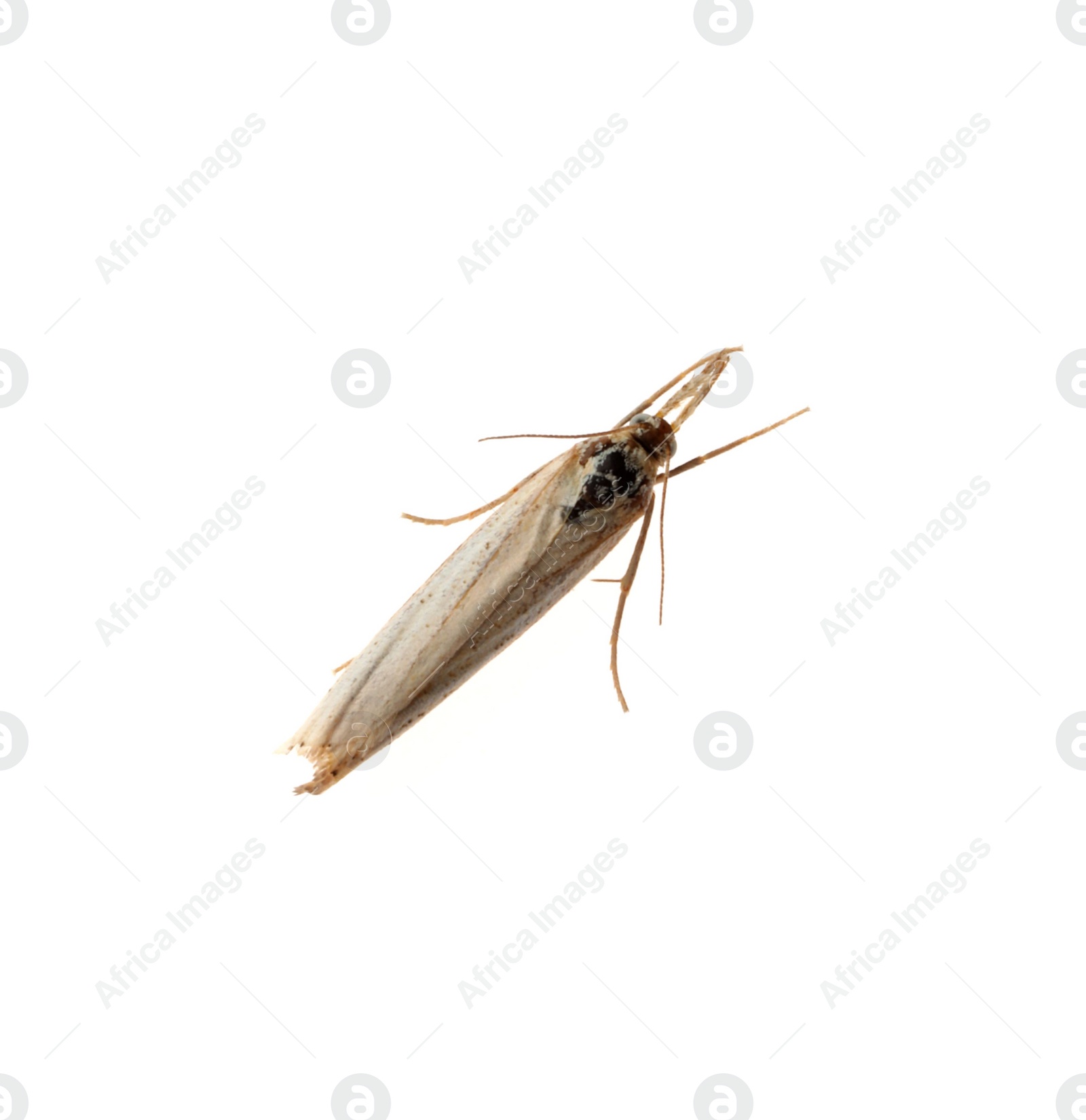 Photo of Single chrysoteuchia culmella moth isolated on white, top view